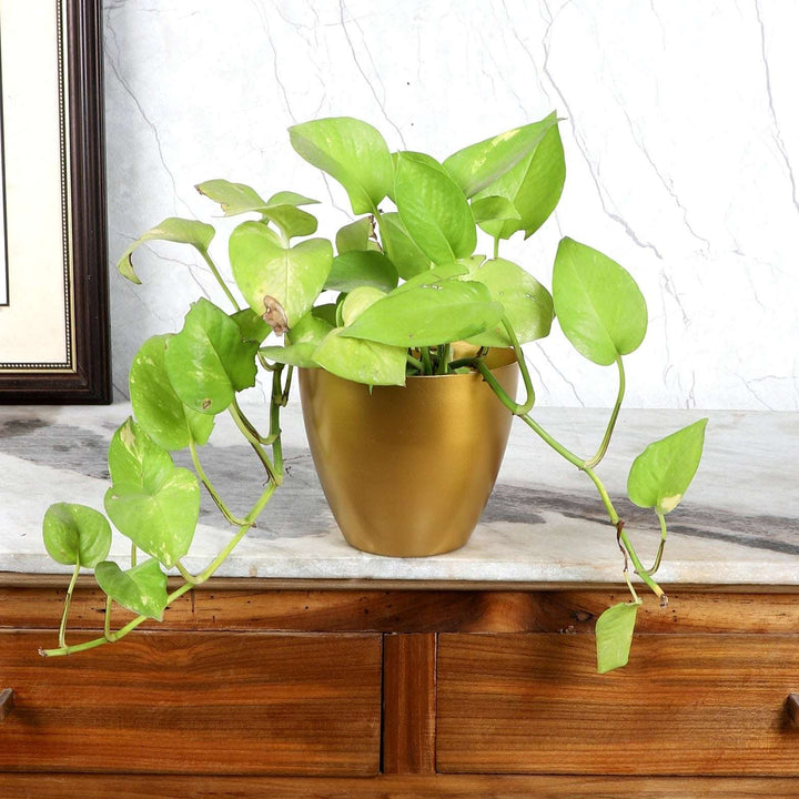 Jar Shape Metal Planter Writings On The Wall Planter