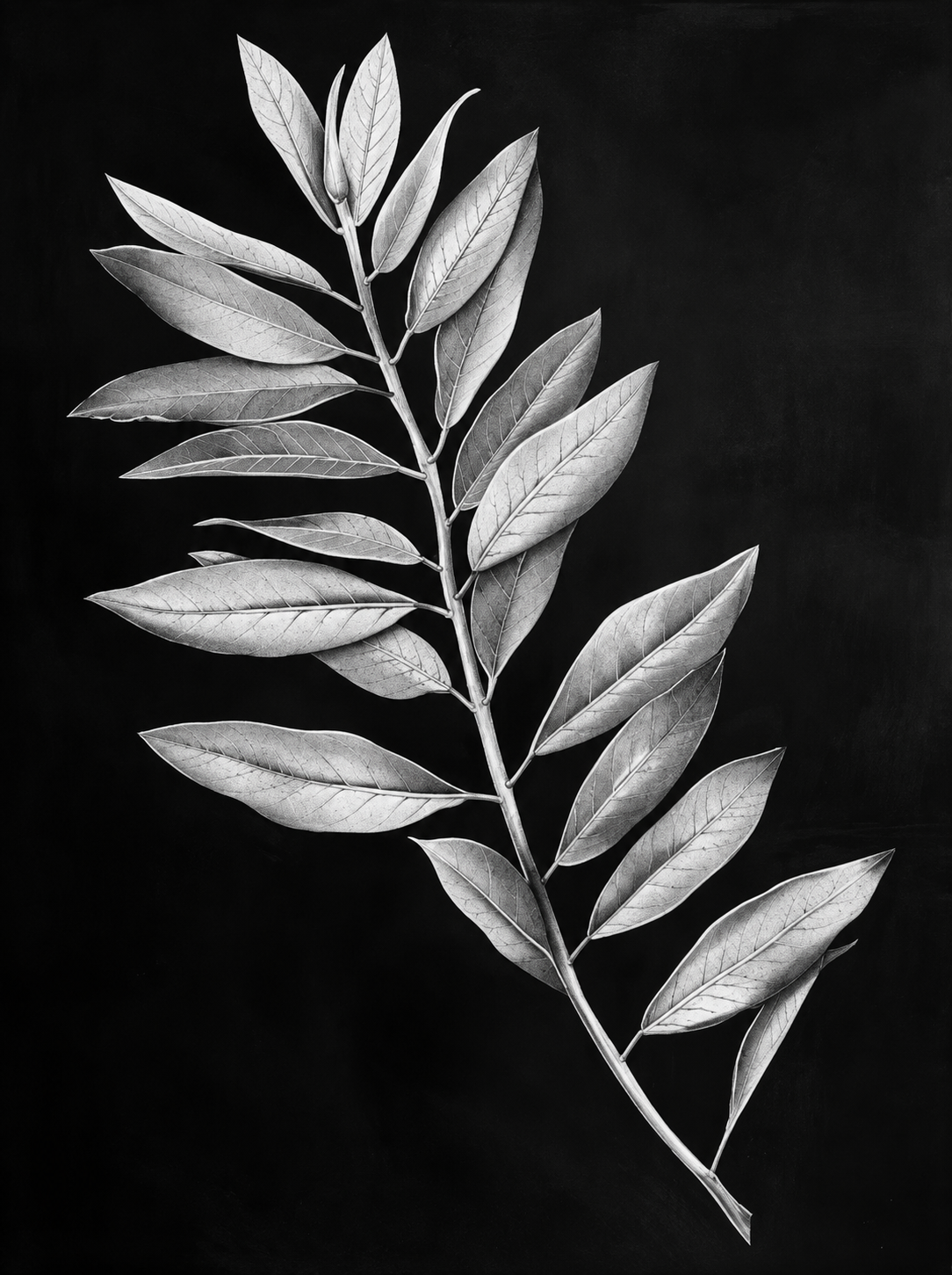 White Leaf Monochrome Botanical Painting - Art Print